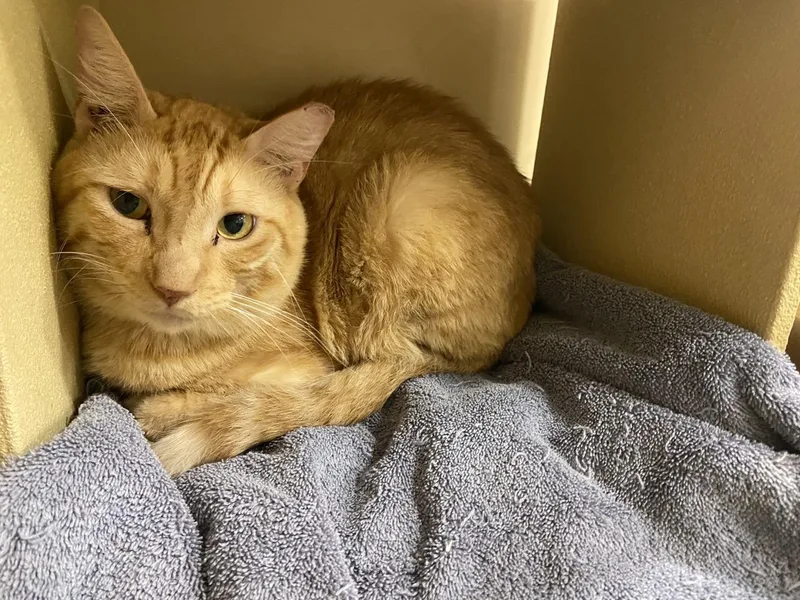 A young medium-sized male Orange / Red Domestic Short Hair cat named Fox for adoption in Austin, TX