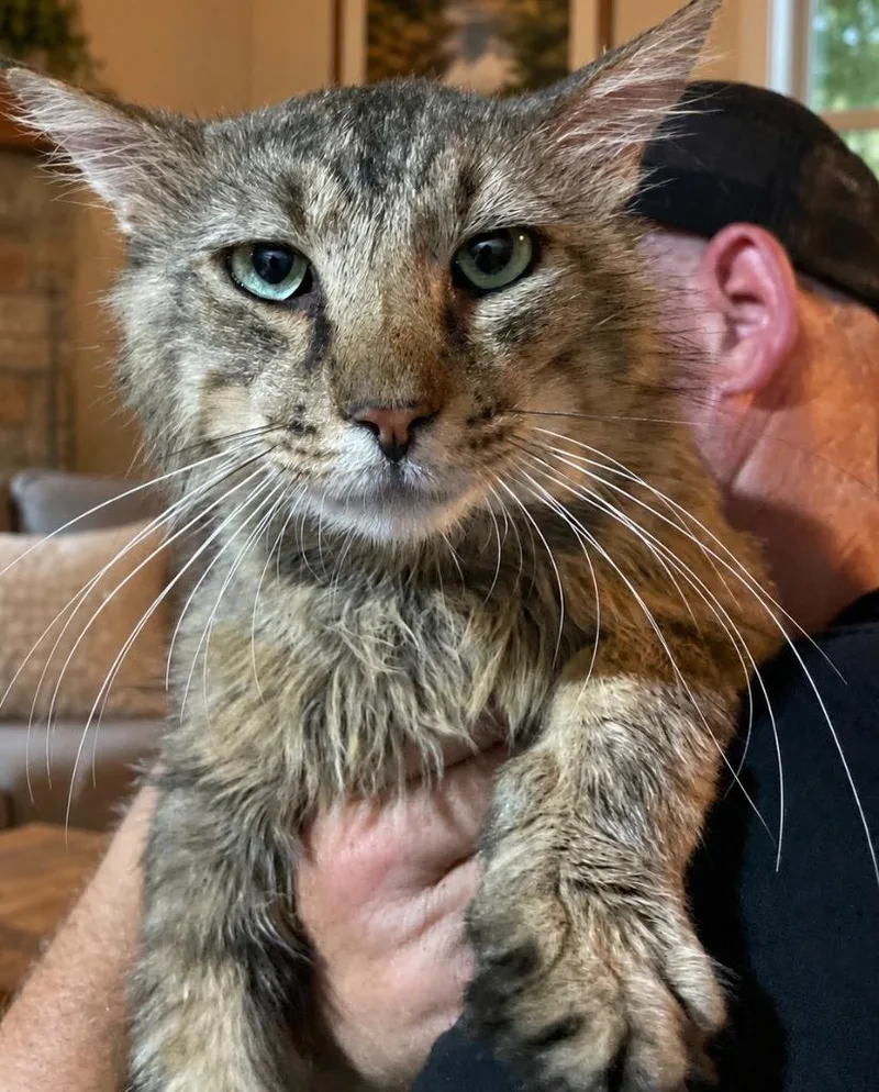 An adult large-sized male Domestic Medium Hair cat named Mr Muffin for adoption in Dalton, GA