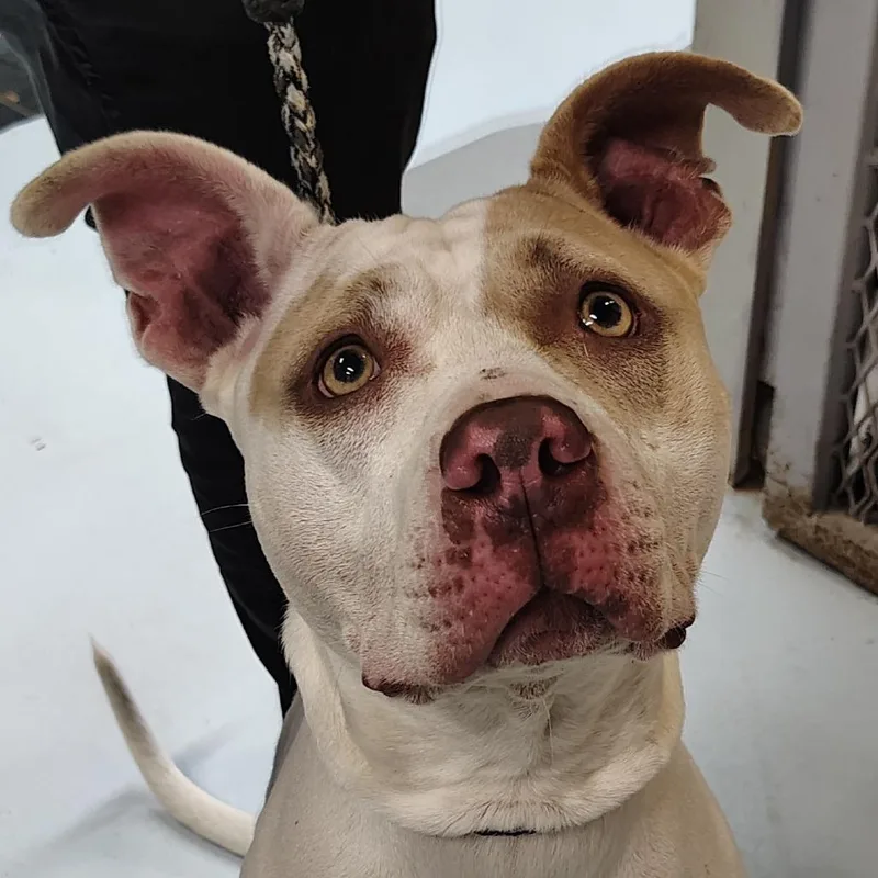An adult medium-sized female White / Cream Pit Bull Terrier dog named Csasstray for adoption in Springtown, TX