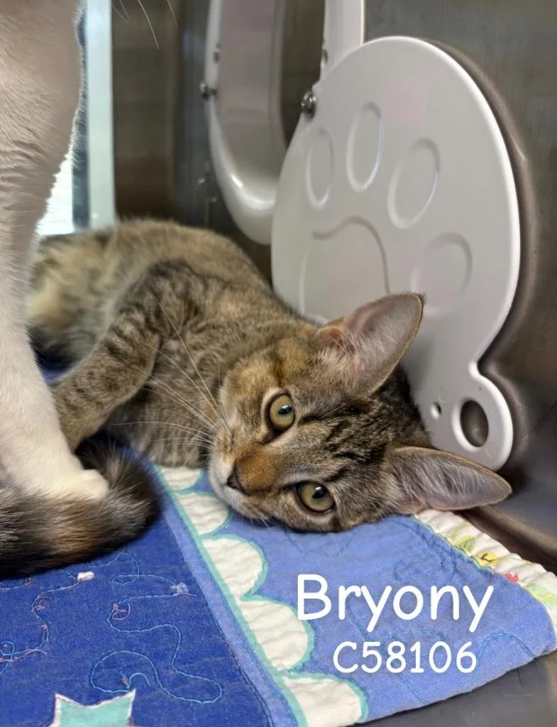 A baby small-sized female Domestic Short Hair cat named Bryony for adoption in Clarksville, TN