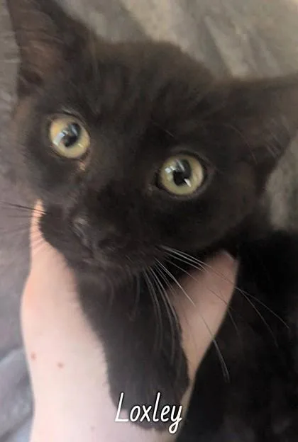 A baby small-sized male Black Domestic Short Hair cat named Loxley for adoption in Kansas City, MO