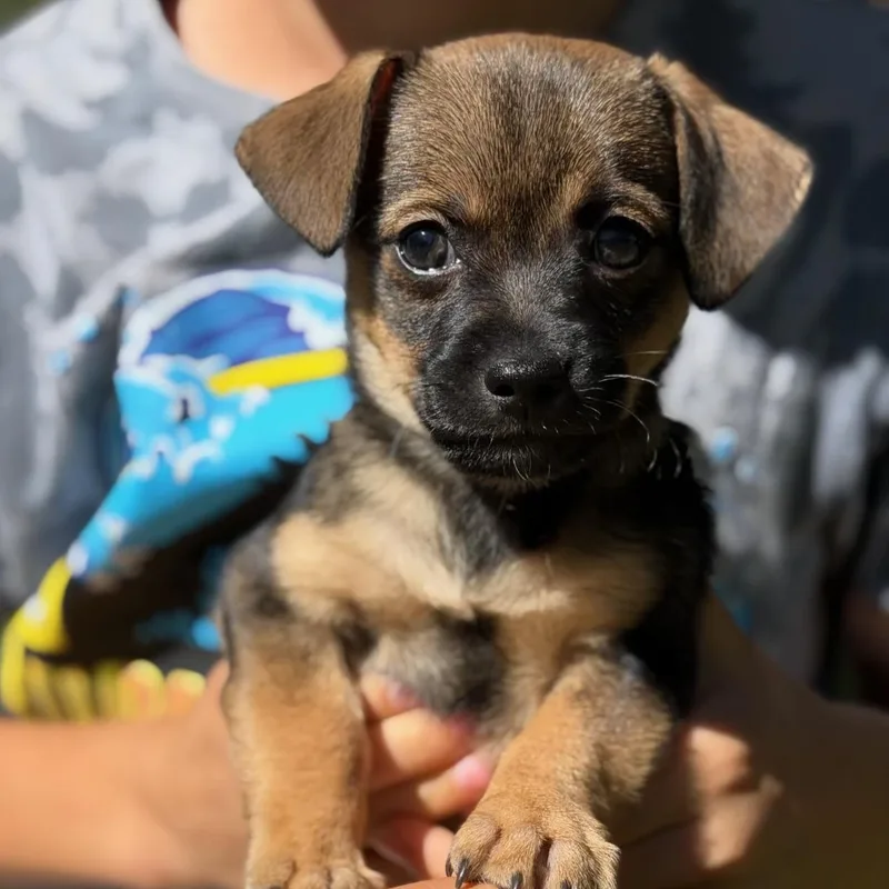 A baby small-sized male Chihuahua dog named Brownie for adoption in Redlands , CA