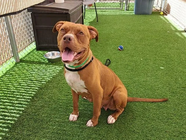 An adult large-sized female Staffordshire Bull Terrier dog named Sedona for adoption in Phoenix, AZ