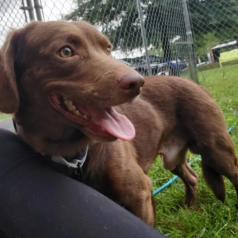 An adult medium-sized male Brown / Chocolate Mixed Breed dog named Gavel for adoption in Fredericksburg, VA