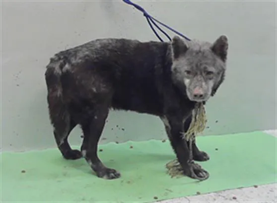 A senior large-sized female Chow Chow dog named Orejon for adoption in Houston, TX