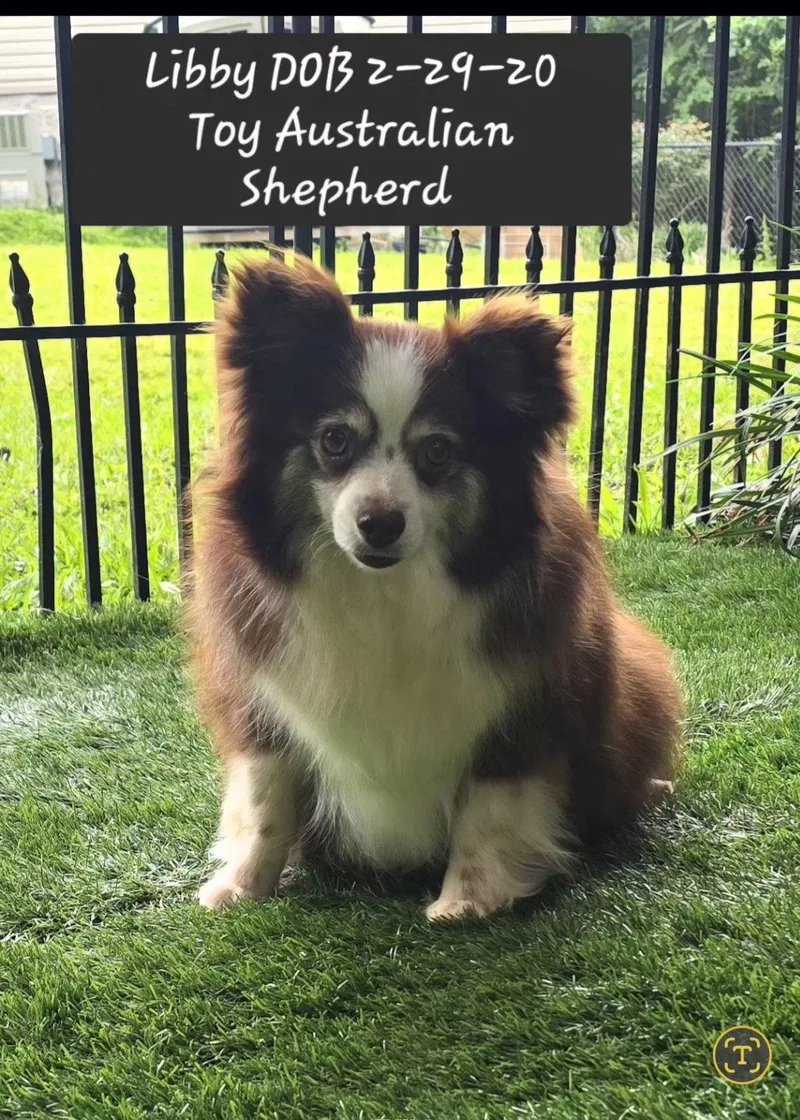 A young small-sized female Australian Shepherd dog named Libby for adoption in York, SC