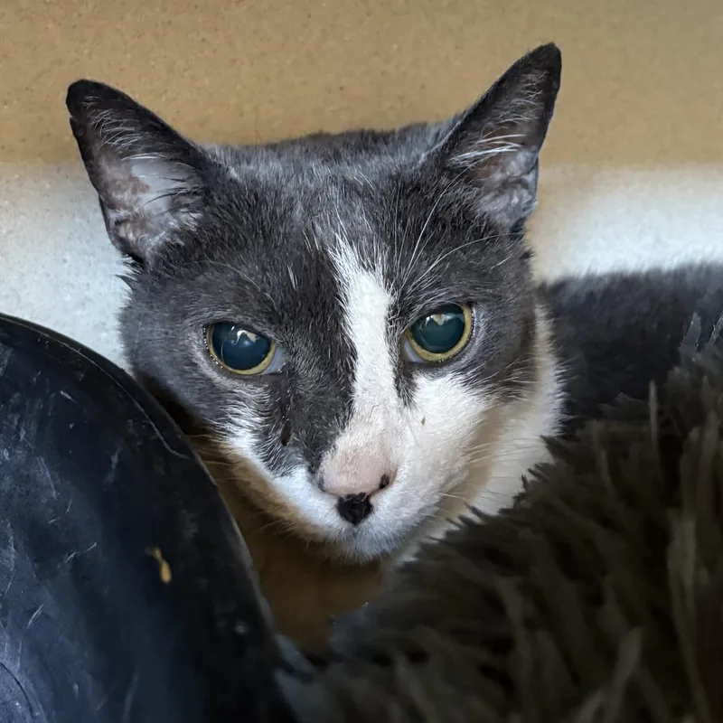 A senior medium-sized female Gray / Blue / Silver Domestic Short Hair cat named Tria for adoption in Louisville, KY