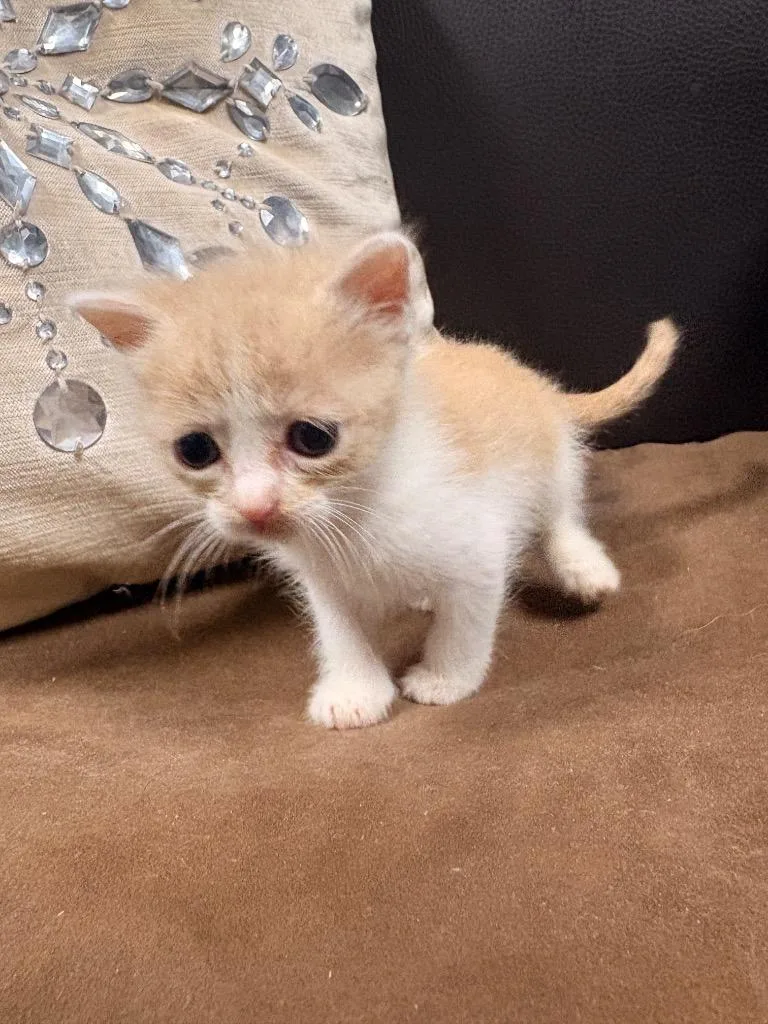 A baby medium-sized female American Shorthair cat named Chikadee for adoption in Rockport, TX