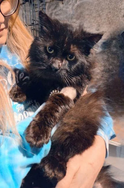 A young small-sized male Domestic Long Hair cat named Meeny for adoption in Berwick, PA