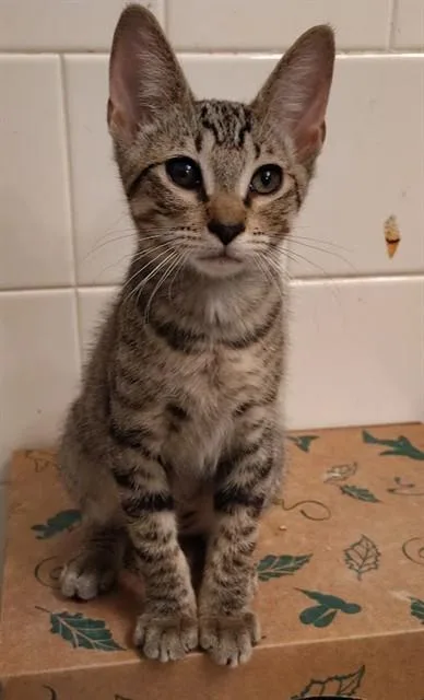 Odin