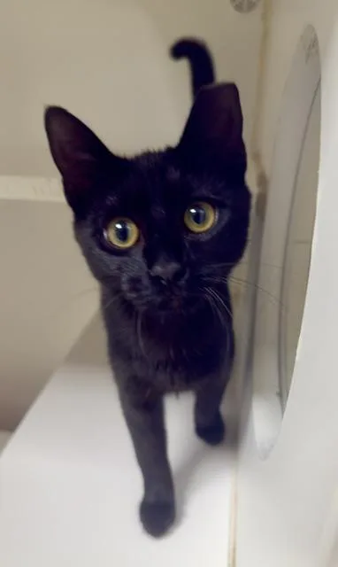 A young medium-sized female Black Domestic Short Hair cat named Belle for adoption in Reisterstown, MD