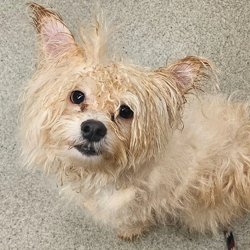 An adult small-sized male Yellow / Tan / Blond / Fawn Poodle (Toy) dog named Gyro for adoption in Birdsboro, PA
