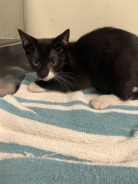 A baby small-sized male Domestic Short Hair cat named Griddle for adoption in Santa Cruz, CA