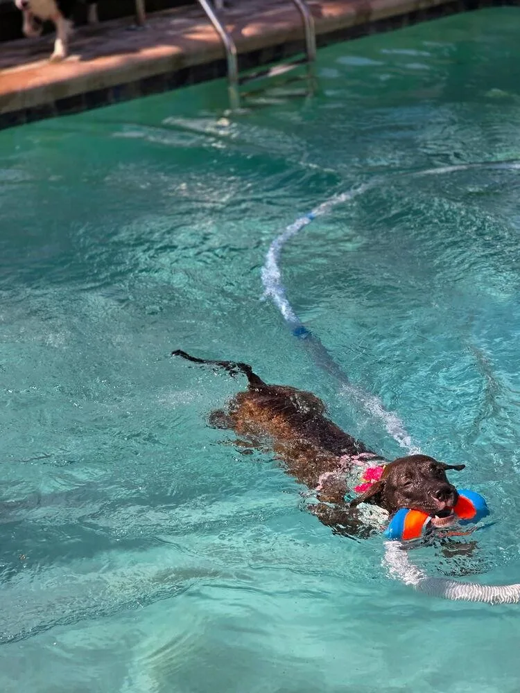 A baby medium-sized female Brindle Labrador Retriever dog named Betsy Ross for adoption in St. Petersburg, FL