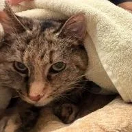 A senior medium-sized female Domestic Short Hair cat named Molly for adoption in Murray, UT
