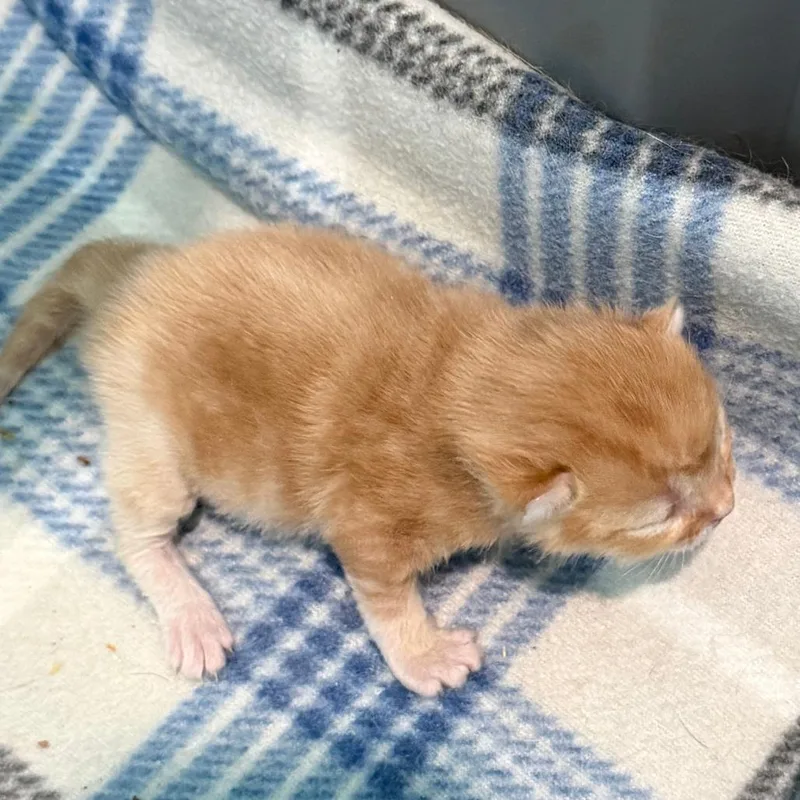 A baby small-sized male Orange / Red Domestic Short Hair cat named M&R: Ray Ray for adoption in Falls Church, VA