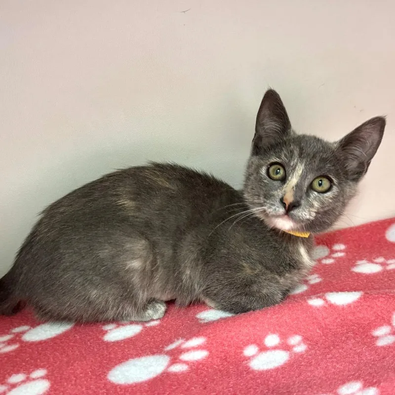 A baby small-sized female Domestic Short Hair cat named Bug for adoption in Cambria, CA
