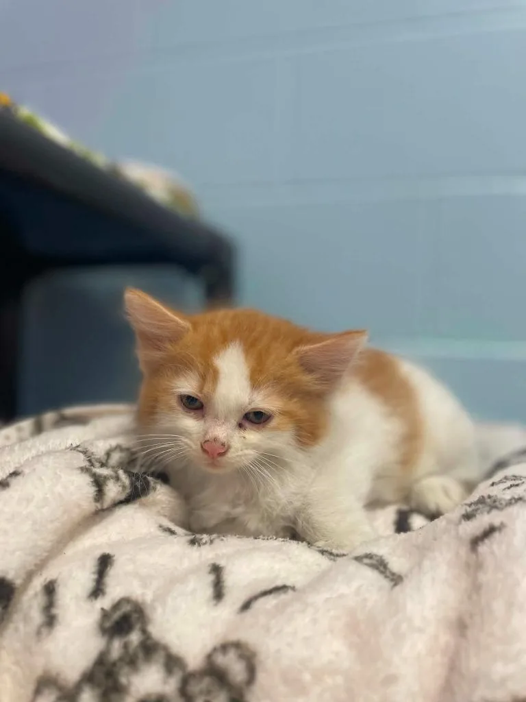 A baby medium-sized male Domestic Short Hair cat named Ducky for adoption in Hamilton, OH