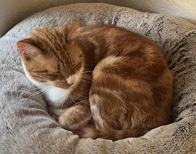 An adult medium-sized female Domestic Short Hair cat named Lilly for adoption in Tallahassee, FL
