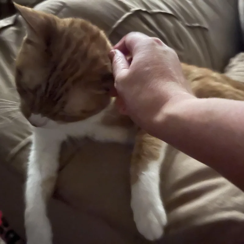 Lilly thumbnail 5