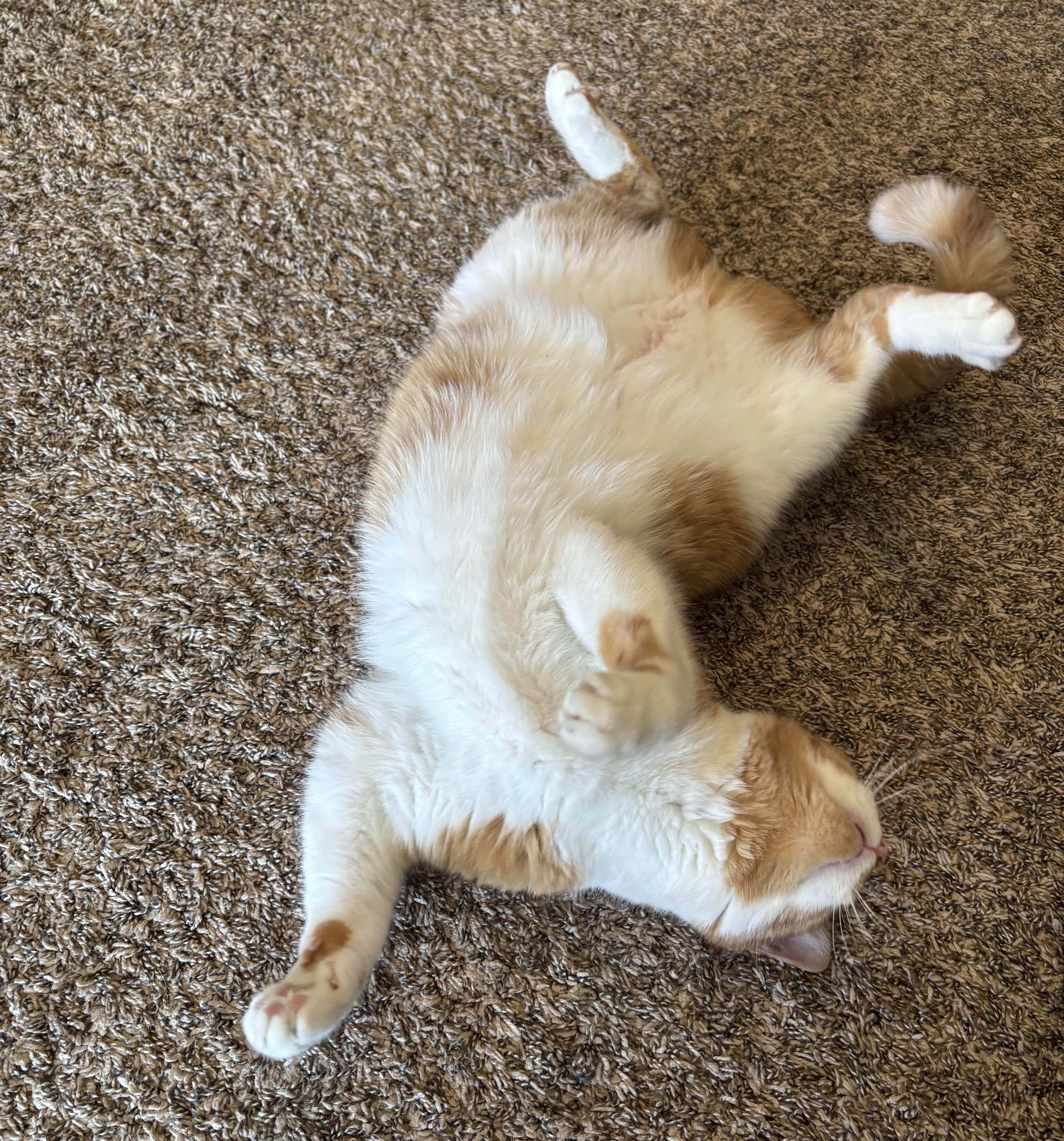 Mango Courtesy Listed thumbnail 3