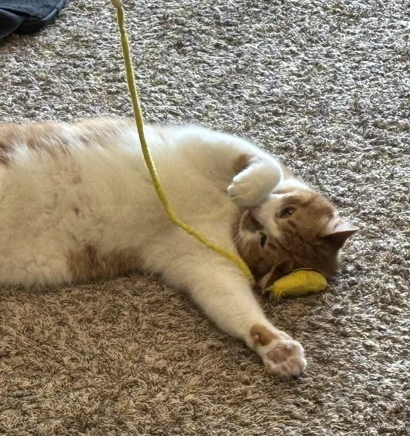 Mango Courtesy Listed thumbnail 4