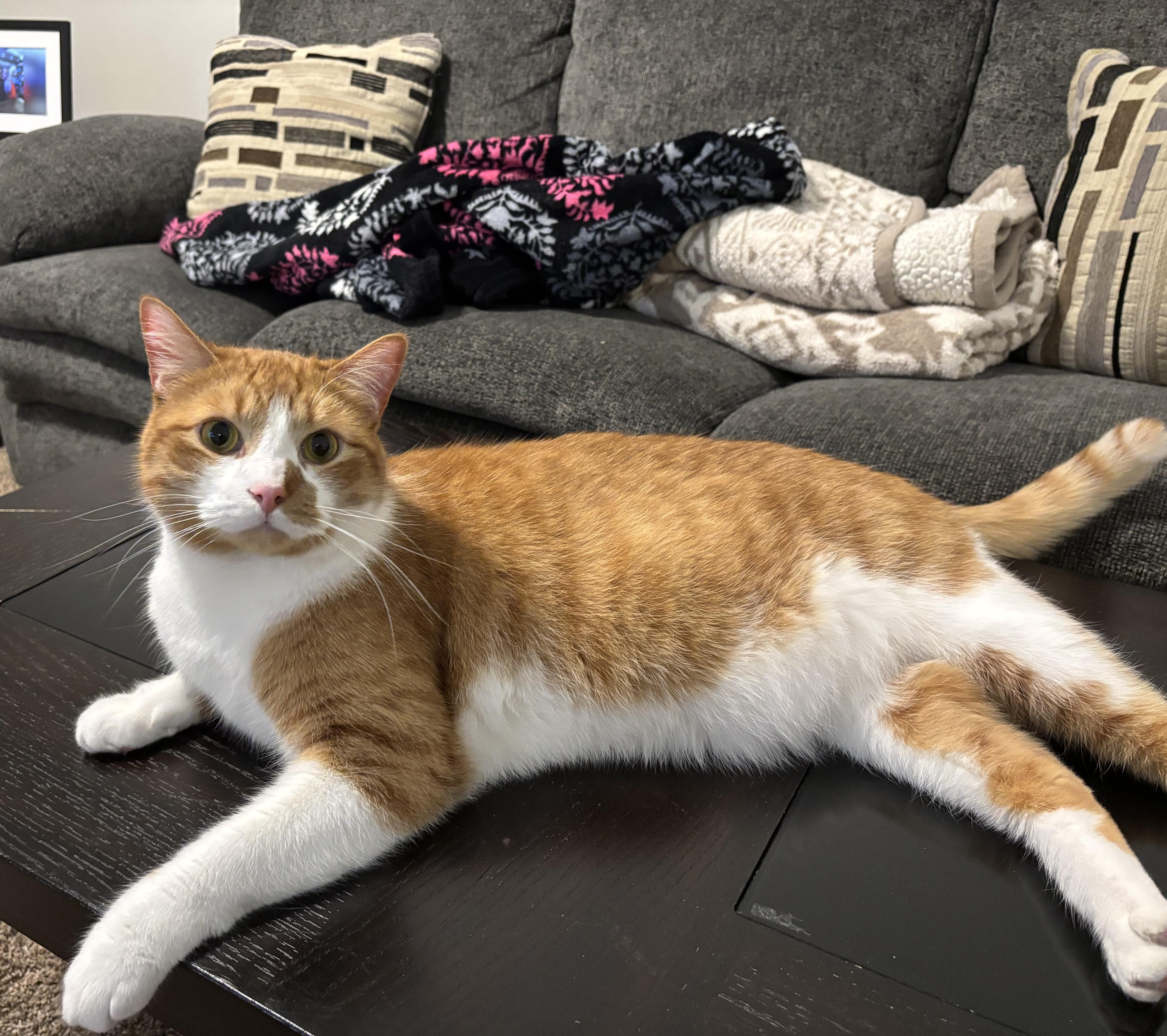 Mango Courtesy Listed thumbnail 5