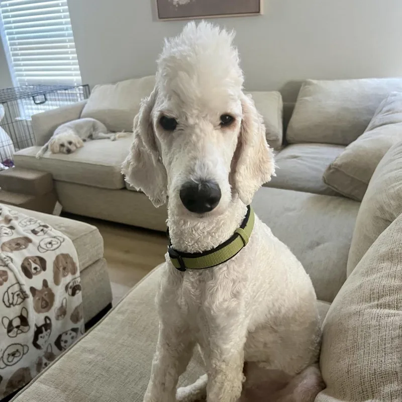 A young medium-sized male White / Cream Standard Poodle dog named Popcorn Brooks for adoption in Houston, TX