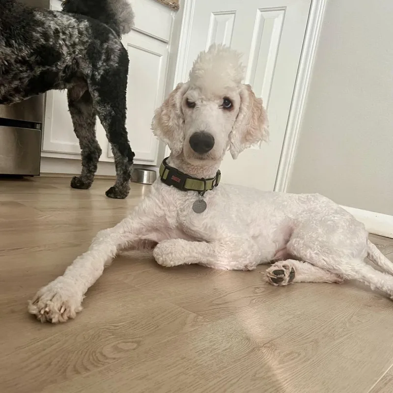 Popcorn Brooks thumbnail 2