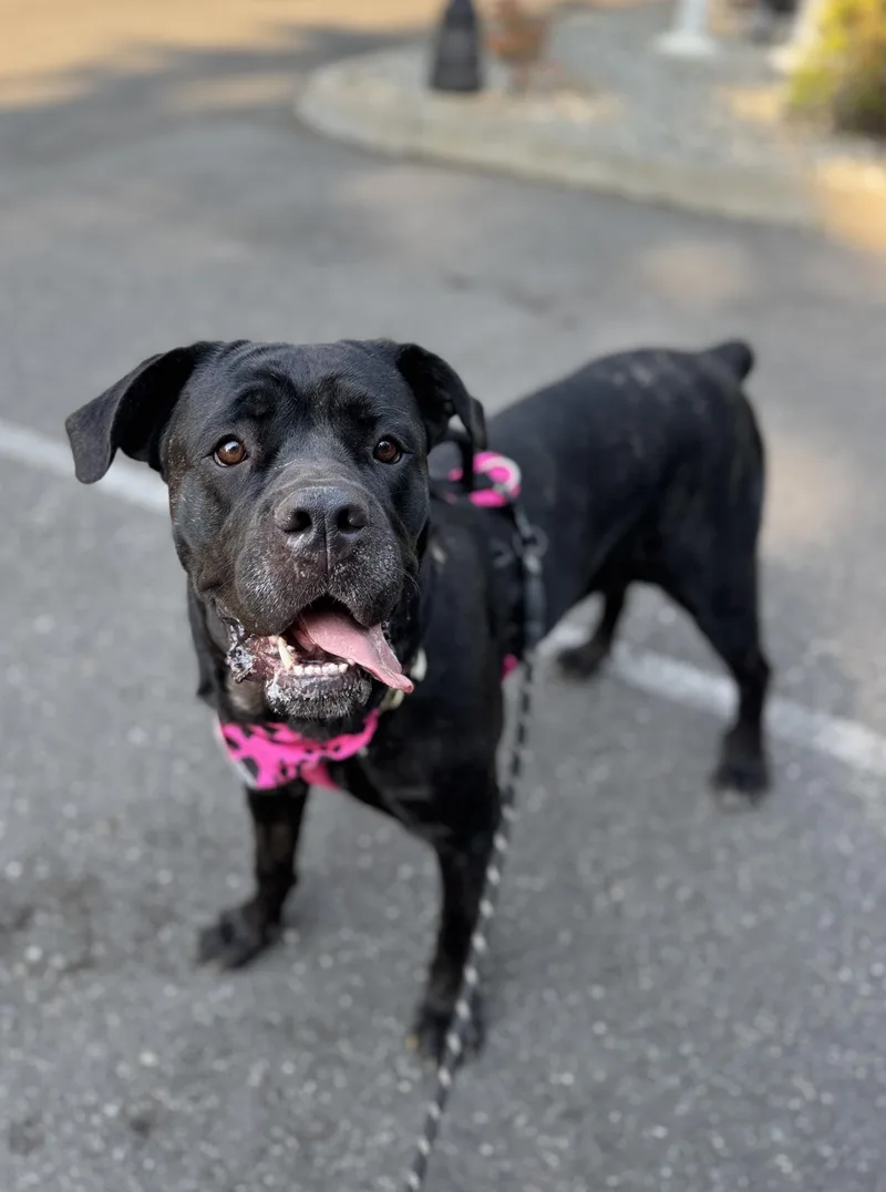An adult large-sized female Black Cane Corso dog named Elka for adoption in lynnwood , WA