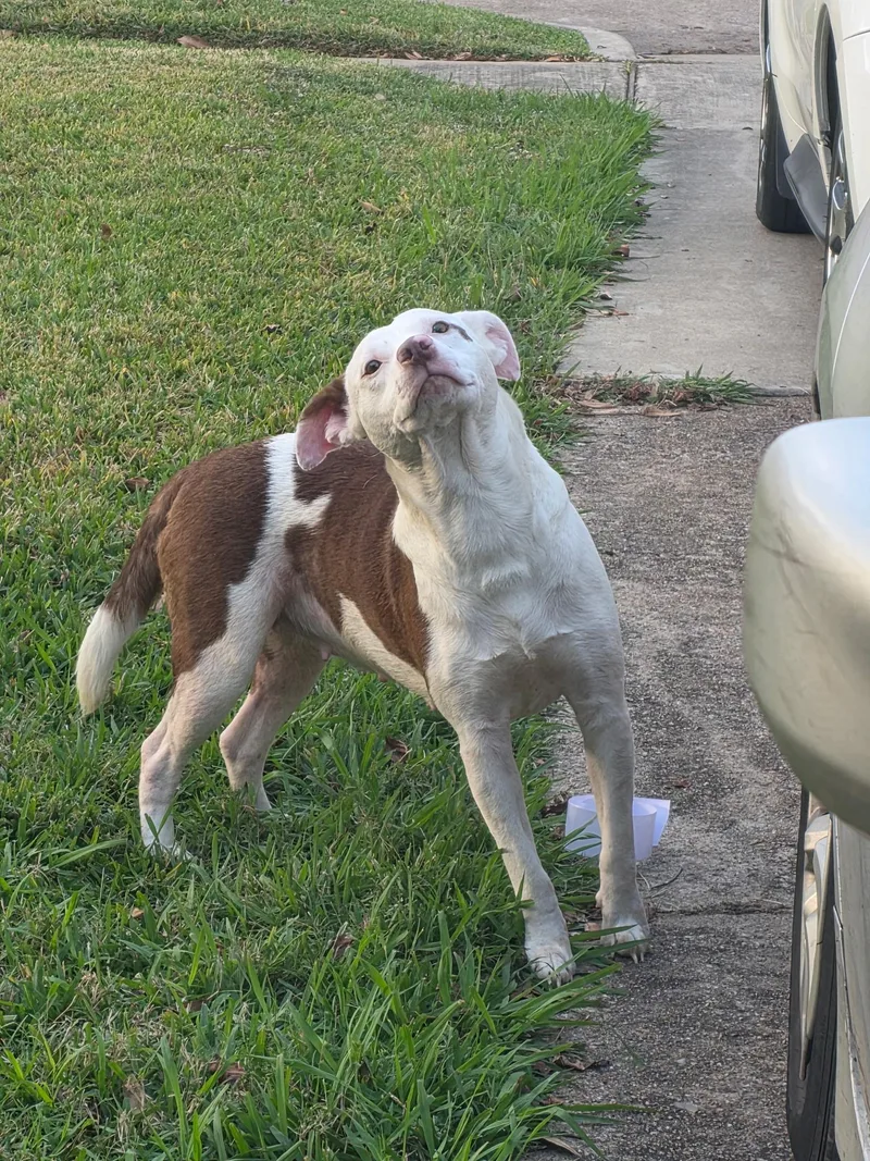 Michi The Mushy Snuggler thumbnail 3