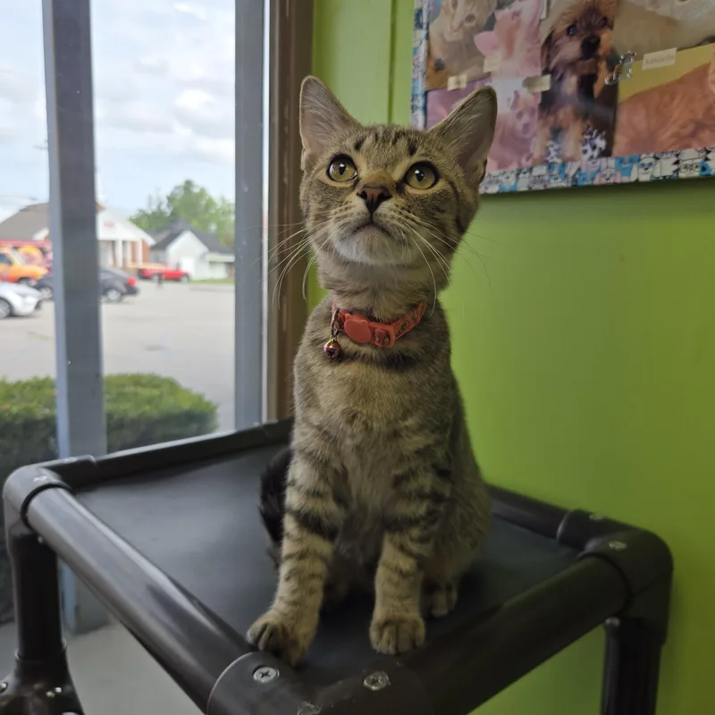 A baby medium-sized male Tabby (Brown / Chocolate) Domestic Short Hair cat named Razzles for adoption in Richmond, KY