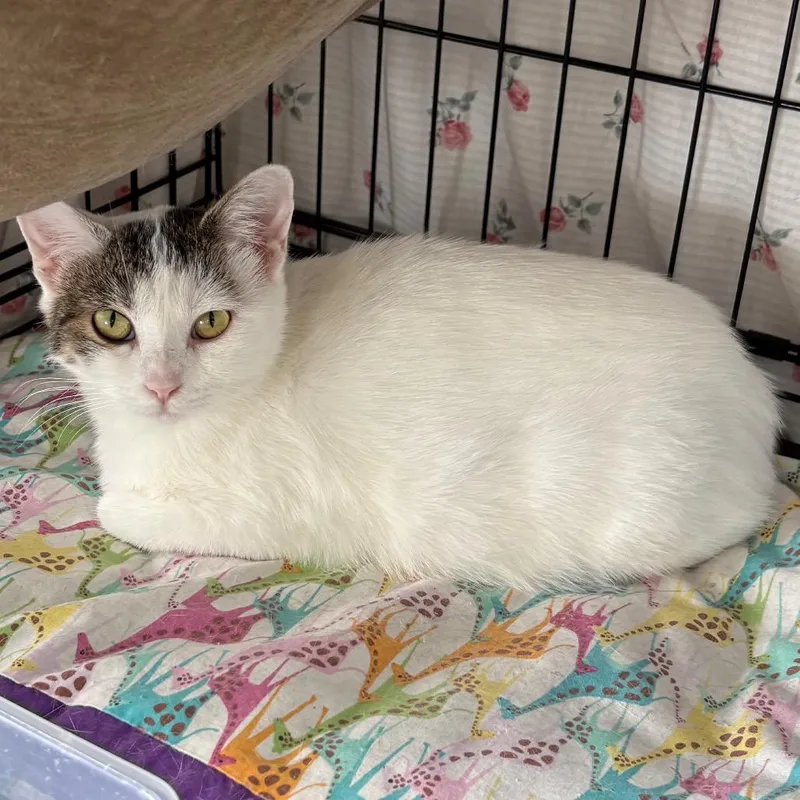 A young medium-sized female White Domestic Short Hair cat named Hayley for adoption in Monroe, MI