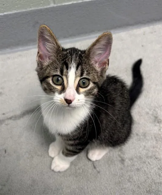 A baby small-sized male Domestic Short Hair cat named Wumbo for adoption in Geneva, IL