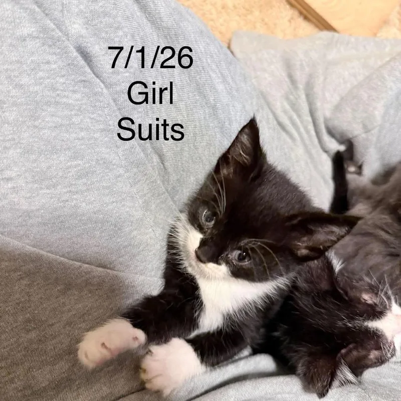 A baby small-sized female Black Domestic Short Hair cat named Suits C for adoption in Princeton, MN