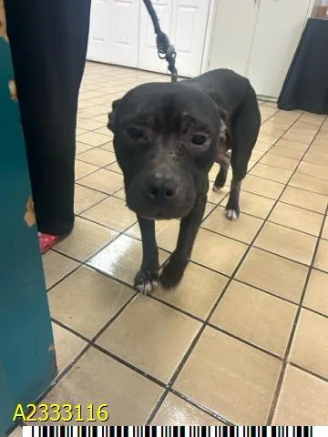An adult medium-sized male Mixed Breed dog named The Void for adoption in West Palm Beach, FL