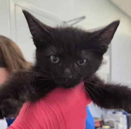 A young small-sized male Domestic Short Hair cat named Fiyero for adoption in Lafayette, IN