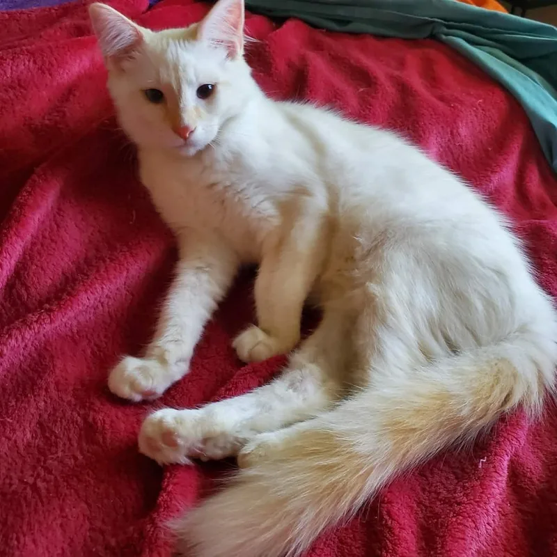 Mr. White Angel