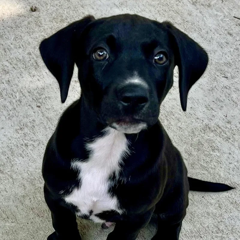 Cooper