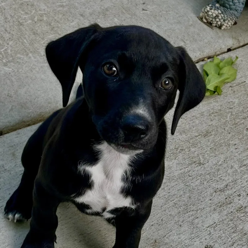 Cooper thumbnail 2