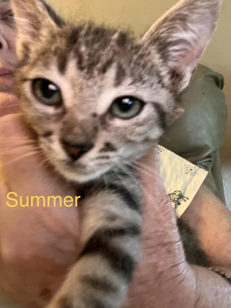 A baby medium-sized female Tabby (Gray / Blue / Silver) American Shorthair cat named Summer for adoption in Moreno Valley, CA