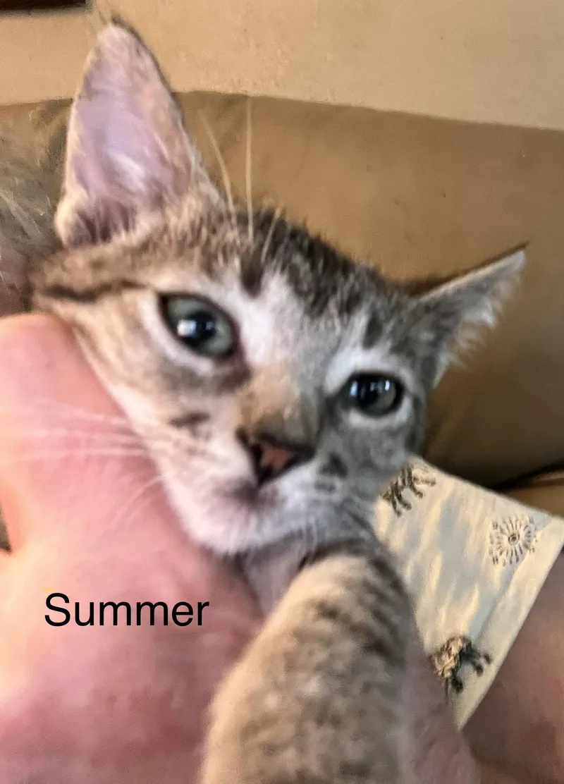 Summer thumbnail 2