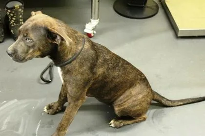 A young medium-sized female Terrier dog named Marigold for adoption in Picayune, MS