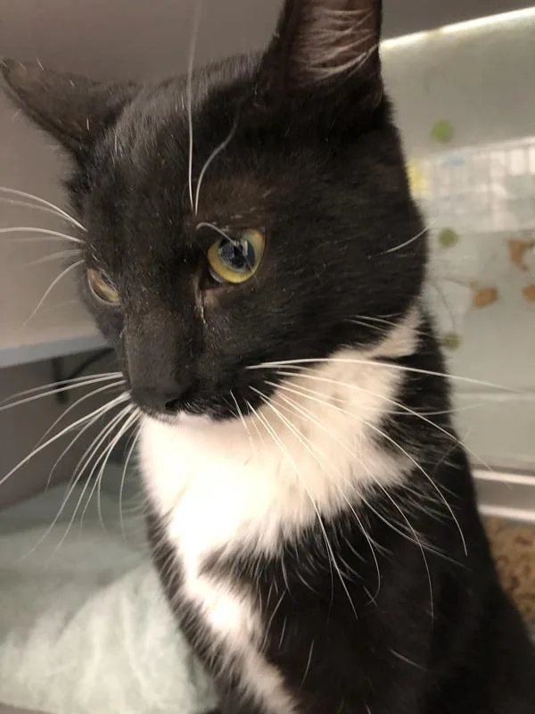 An adult medium-sized male Domestic Short Hair cat named Bino for adoption in Salt Lake City, UT