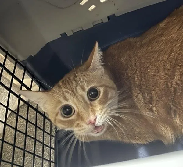 A young medium-sized female Domestic Short Hair cat named Abbey for adoption in San Diego, CA