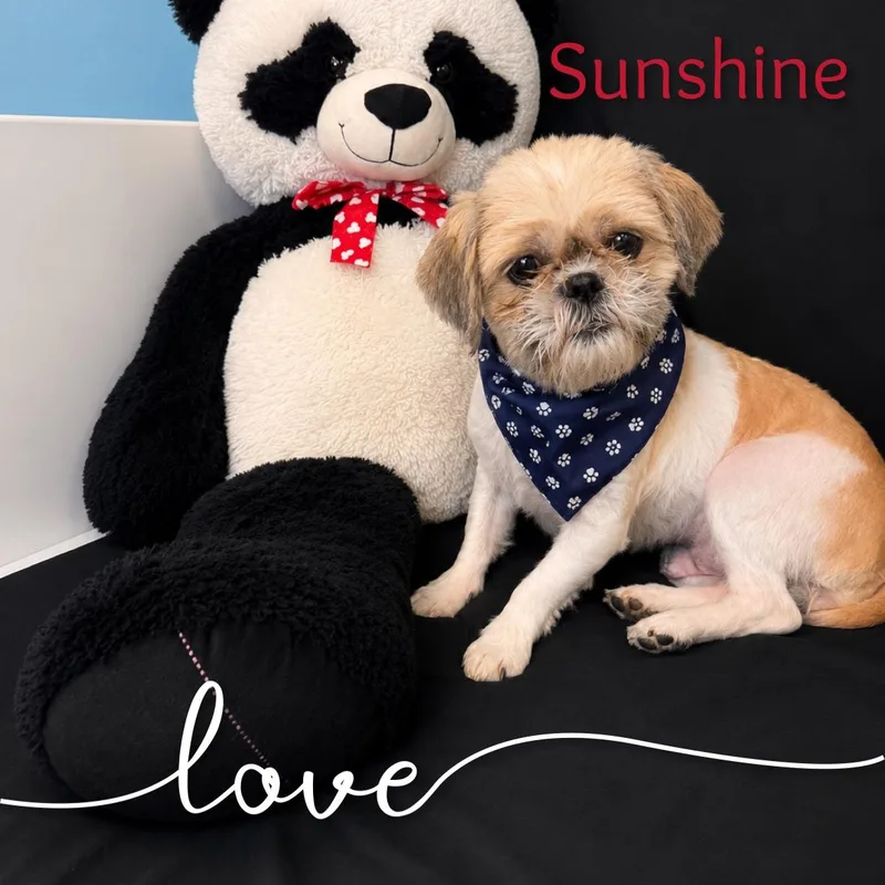 A young small-sized female White / Cream Shih Tzu dog named Sunshine for adoption in Fredericksburg, VA