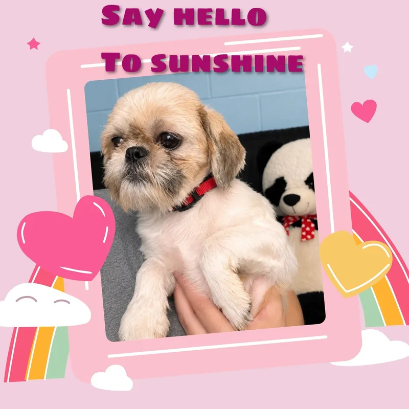 Sunshine thumbnail 2
