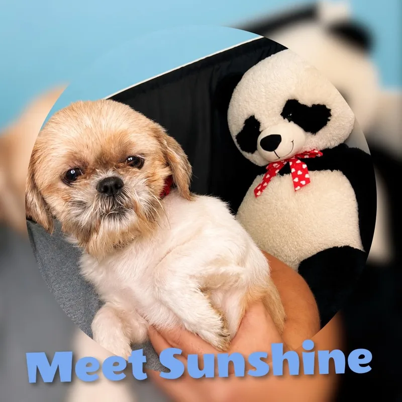 Sunshine thumbnail 3