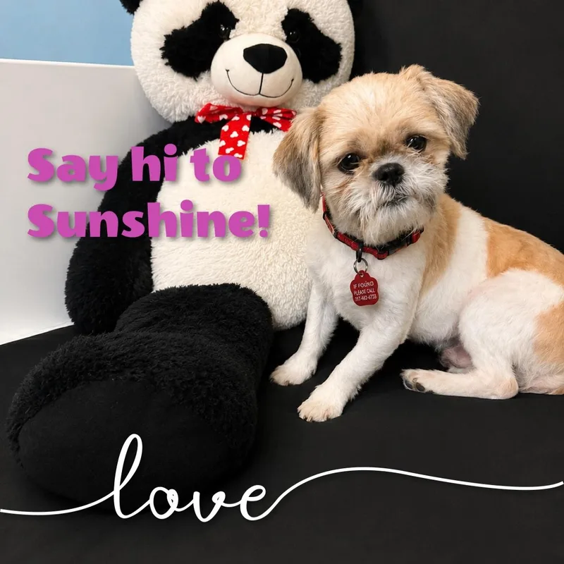 Sunshine thumbnail 4