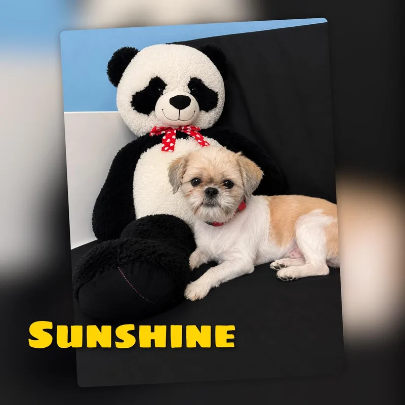 Sunshine thumbnail 6